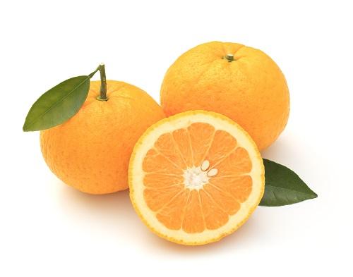 【福井県産】ピロール甘夏　1㎏